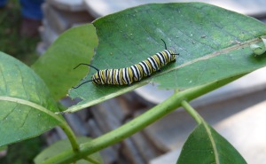 caterpillarleaf